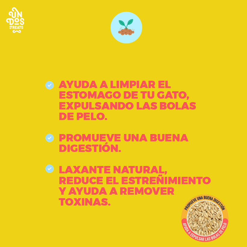 CAT GRASS SEEDS - PASTO DE AVENA Y CEBADA PARA GATOS 150GR - UN DOS TREATS