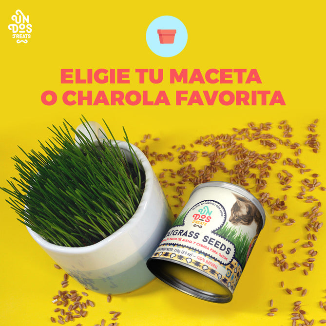 CAT GRASS SEEDS - PASTO DE AVENA Y CEBADA PARA GATOS 150GR - UN DOS TREATS