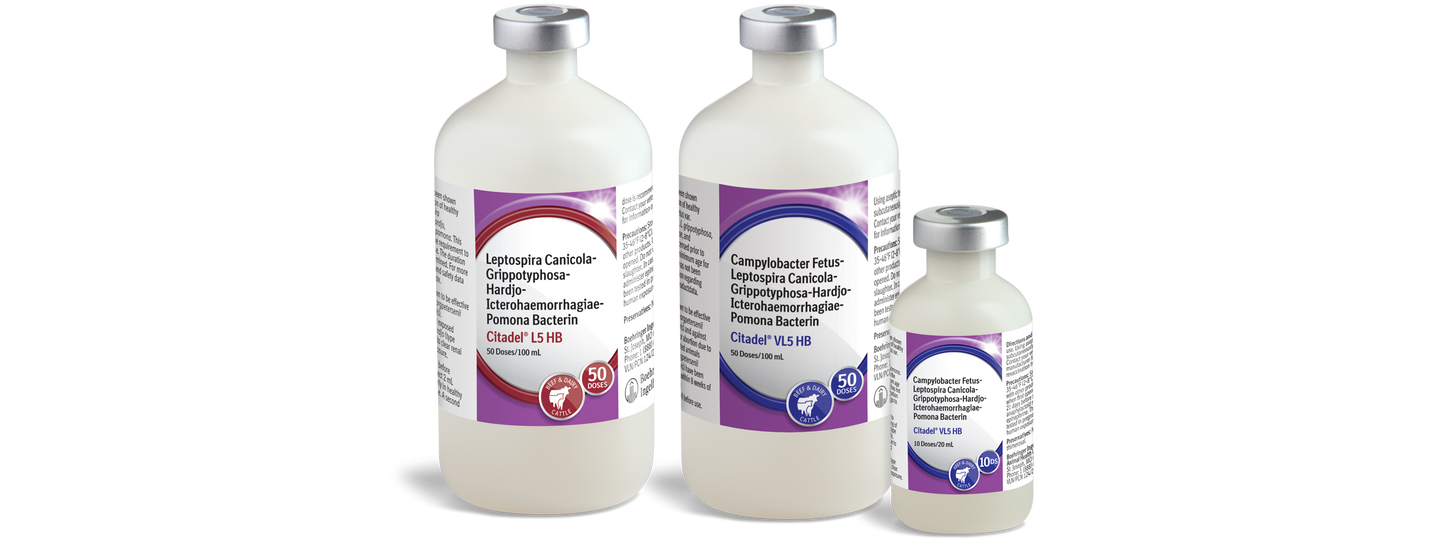 LEPTO 5 CITADEL ANCHOR