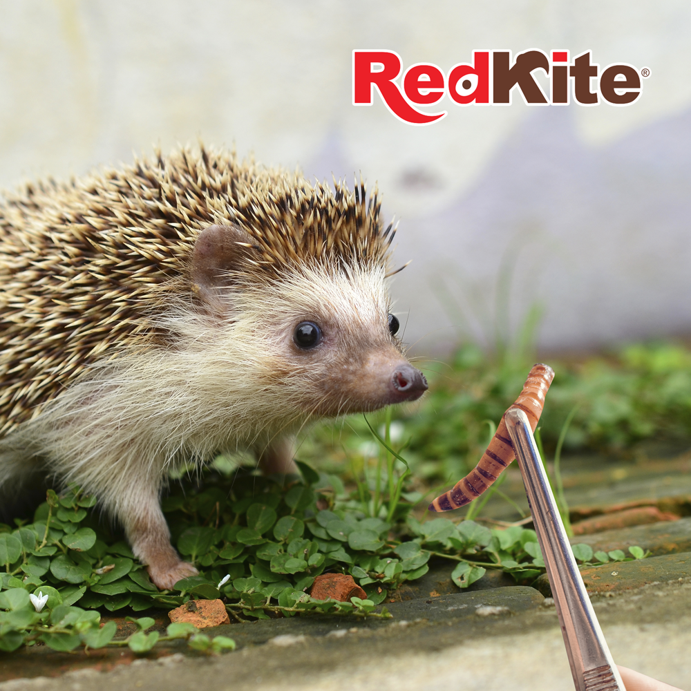 REDKITE LARVA DE MOSCA SOLDADO 30 GRS