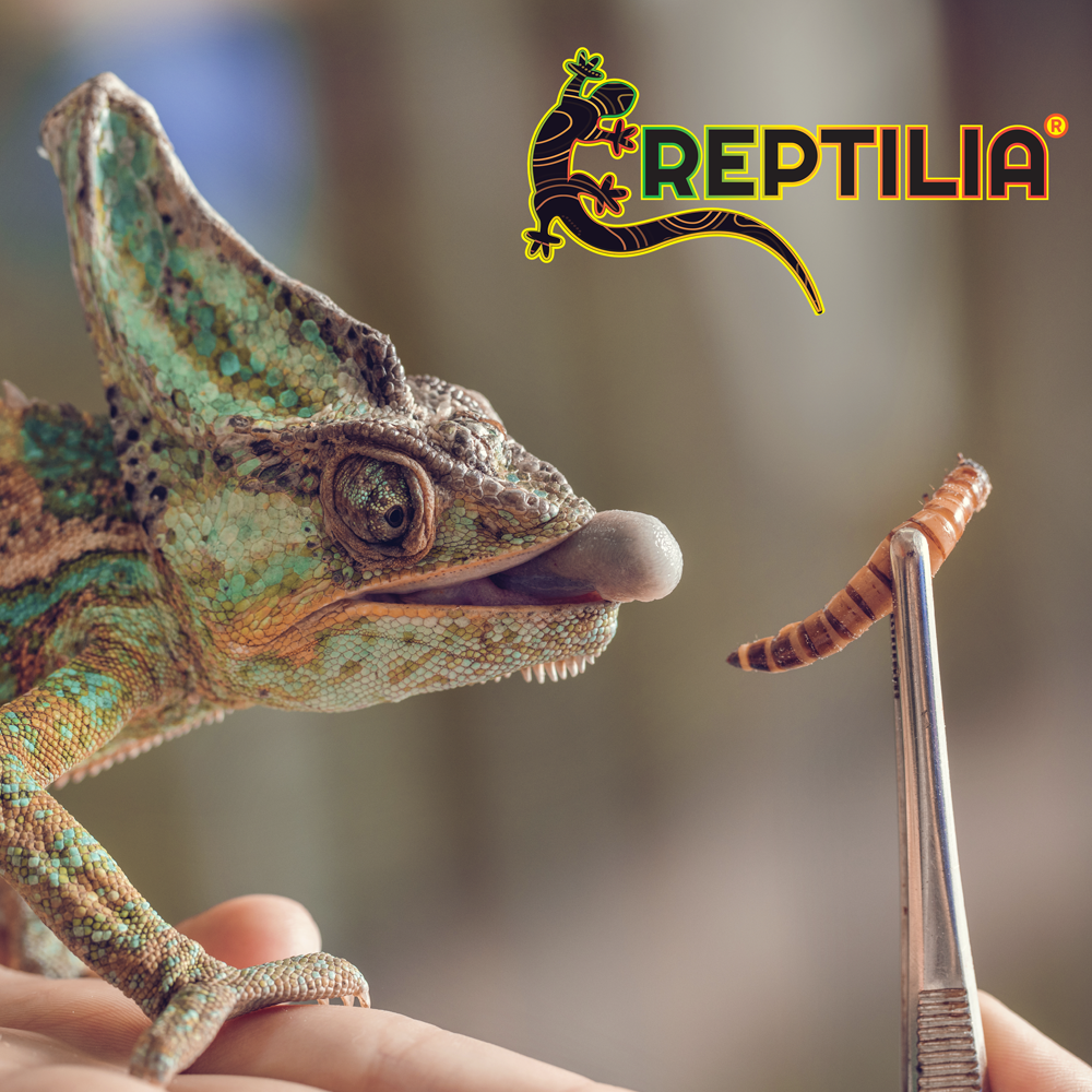 REPTILIA LARVA DE MOSCA SOLDADO 30 GRS