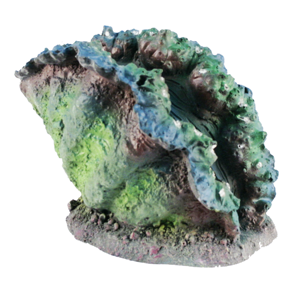 ALMEJA ILUMINADA MED