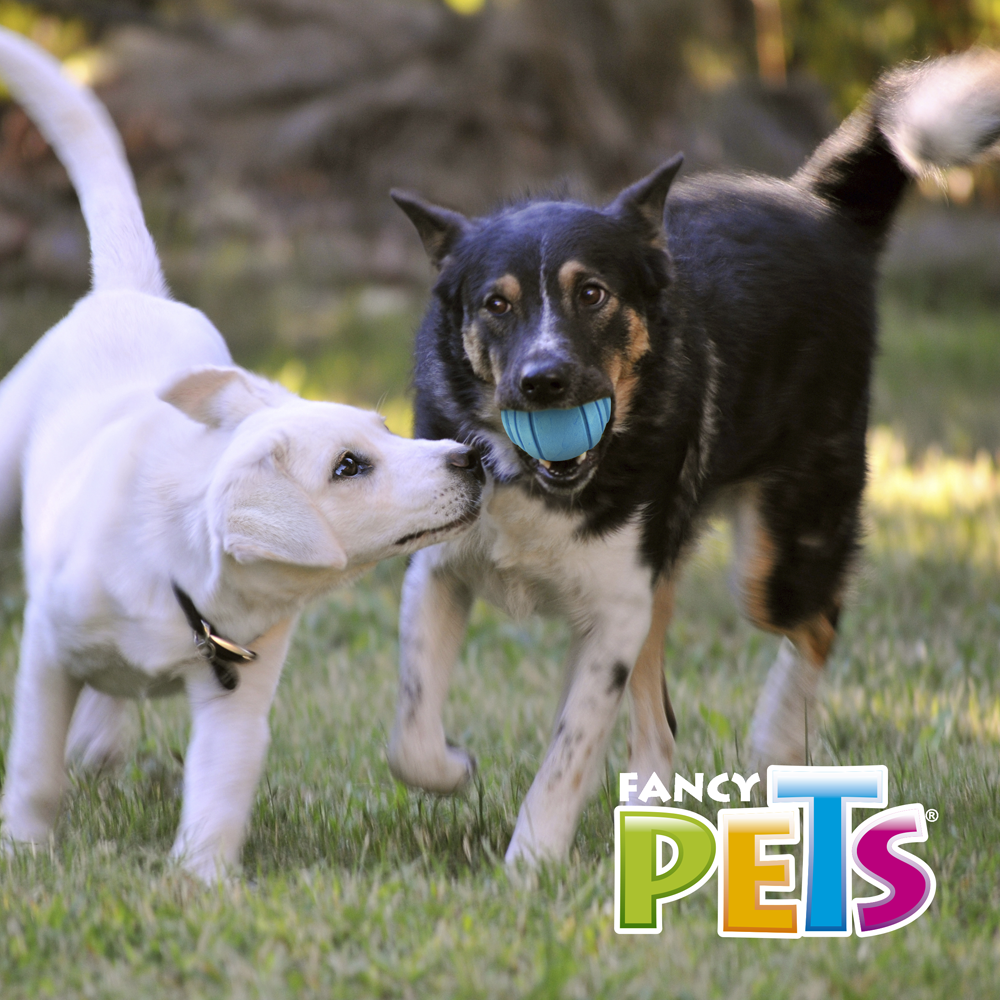 PELOTA PAWPY FETCH FANCY PETS