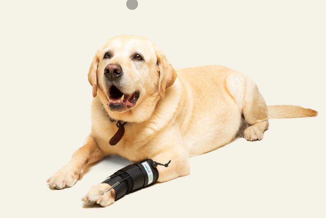 TOBILLERA PROTECTOR DE TARSO - ORTOVETS