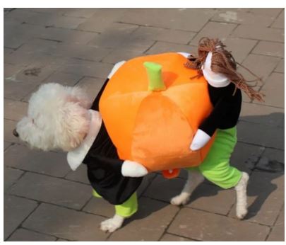 HW21 Disfraz Perro Cargando Calabaza, Paw Pets