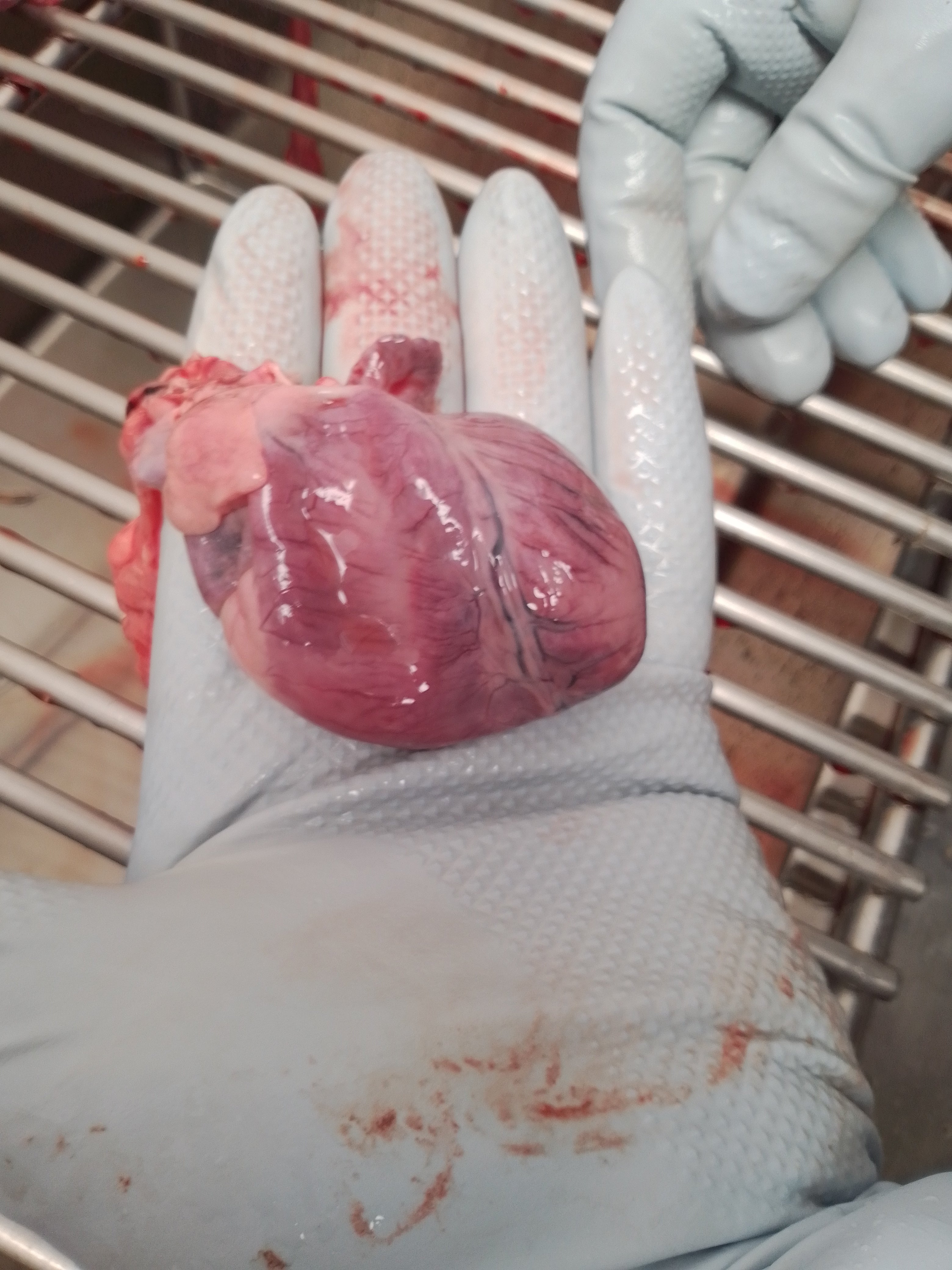 Corazón de Canino Extraído en Necropsia, presenta dilatación del ventrículo derecho