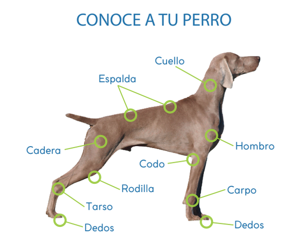 TENSOR DE DEDOS CORRECTOR DE DÉFICIT PROPIOCEPTIVO - ORTOVETS