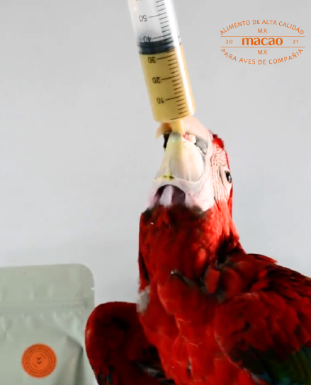 AMAZON PARROTS & COCKATOOS