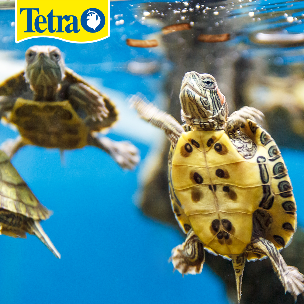 REPTOMIN FLOATING FOOD STICKS TETRA