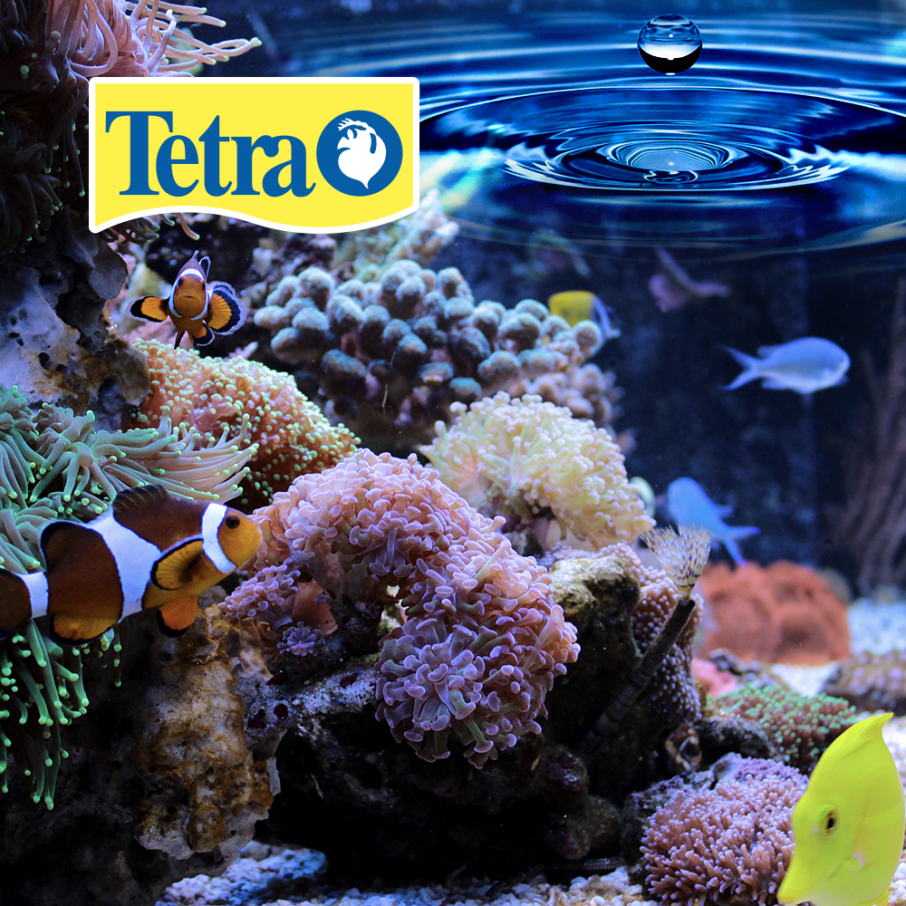 BETTASAFE 1.9 OZ (50 ML) TETRA