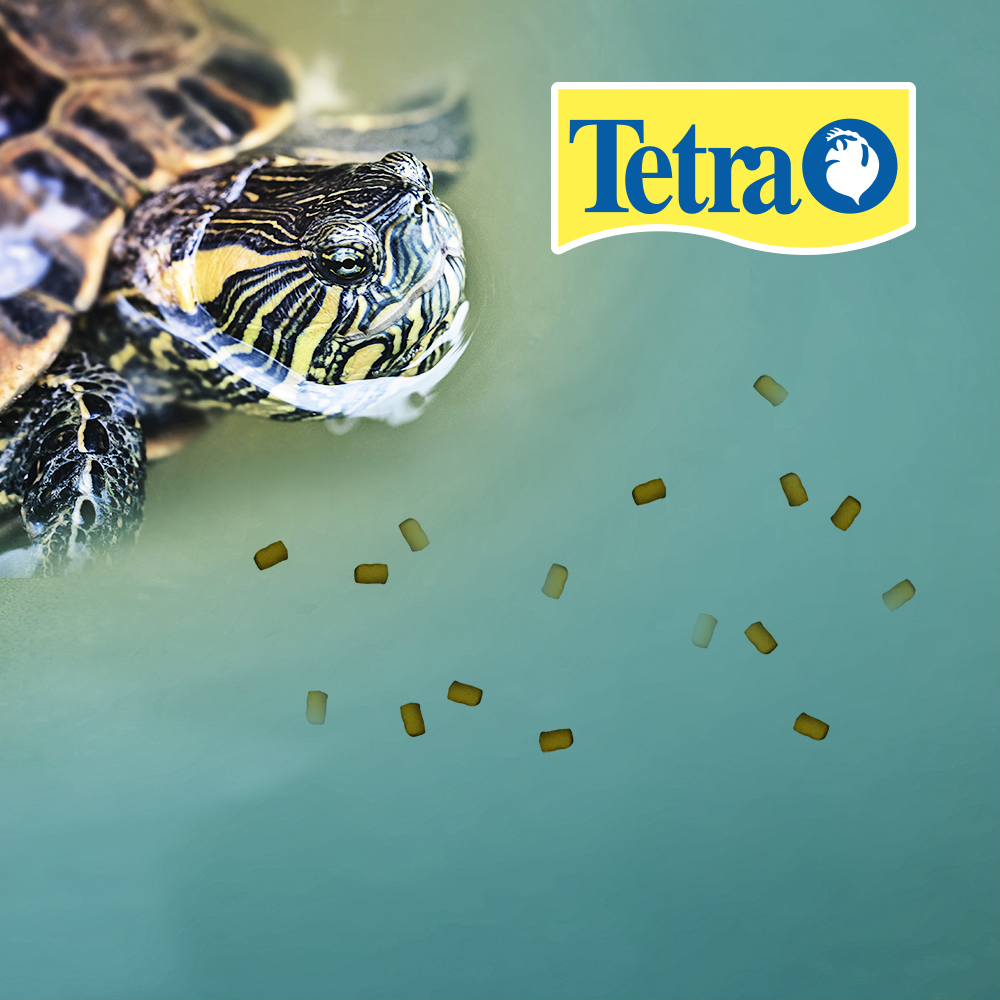 REPTOMIN PRO BABY TURTLE FORMULA 1.1 OZ (32 G)