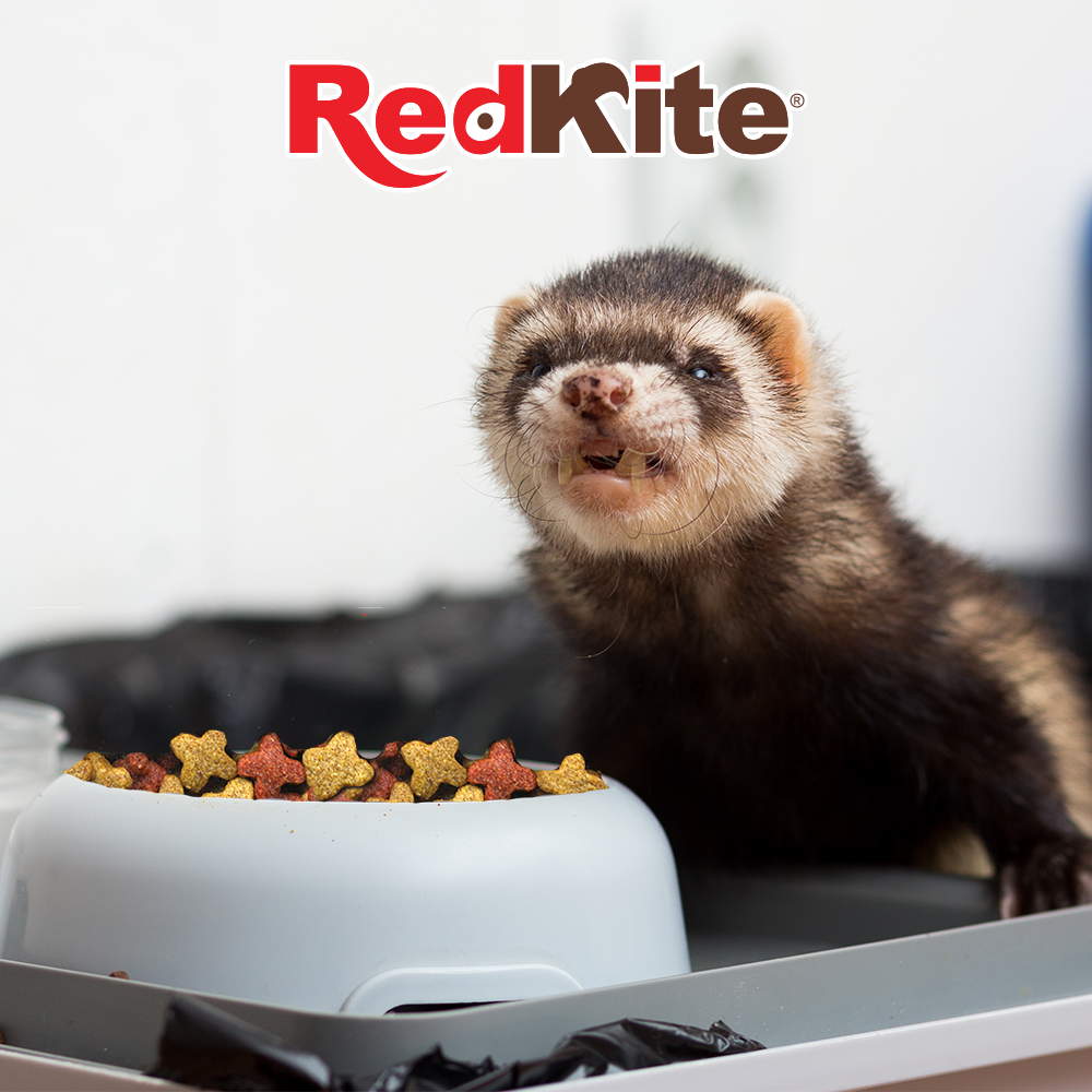 ALIMENTO HURON-FERRET DIET 1 KG REDKITE