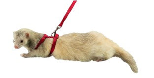 JUEGO DE PECHERA Y CORREA PARA HURÓN 10MM (varios colores) - SILVERADO