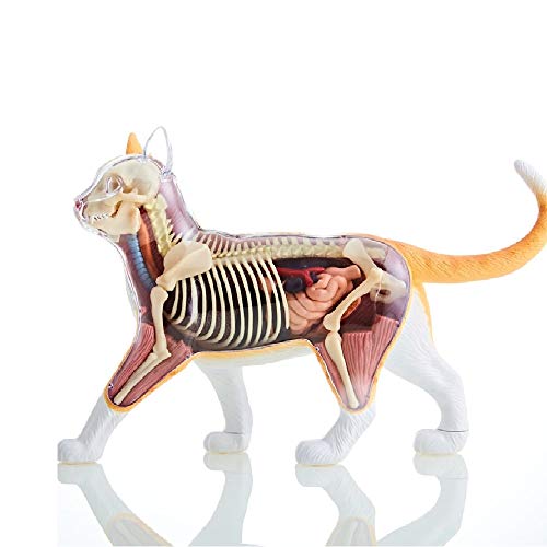 4D modelo gato anatomico