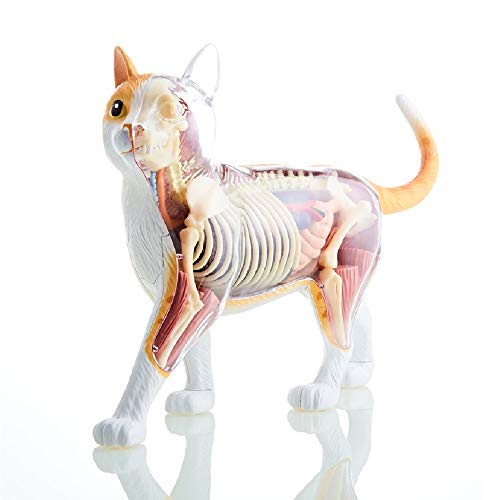 4D modelo gato anatomico