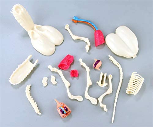 4D Modelo anatomico para armar, perro en forma de globo transparente