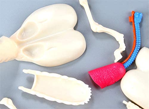 4D Modelo anatomico para armar, perro en forma de globo transparente