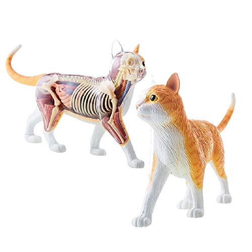 4D modelo gato anatomico