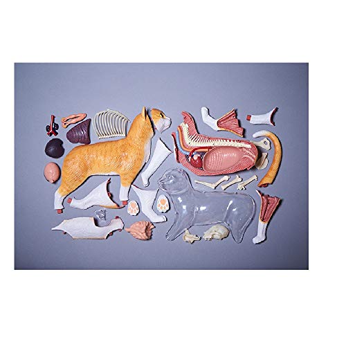 4D modelo gato anatomico