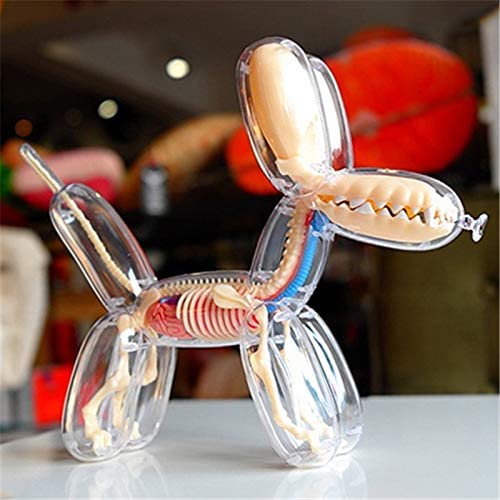 4D Modelo anatomico para armar, perro en forma de globo transparente
