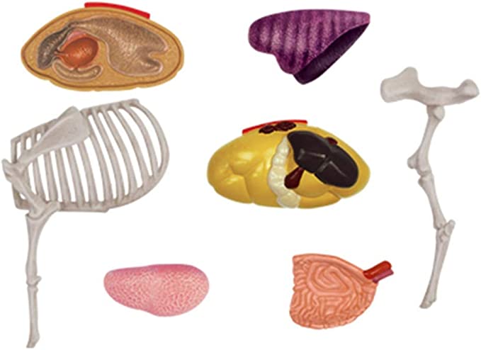 4D Modelo anatomico para armar, vaca