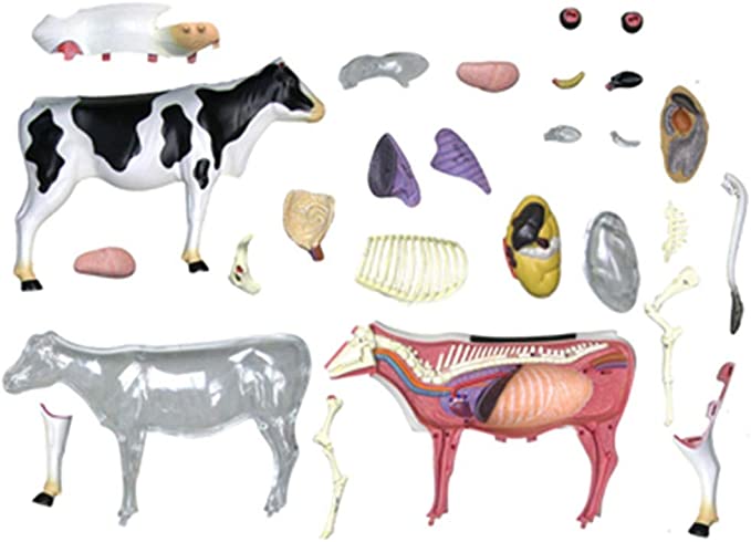 4D Modelo anatomico para armar, vaca