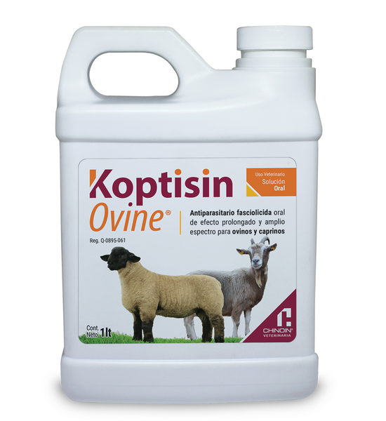 KOPTISIN OVINE - CHINOIN