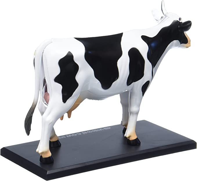 4D Modelo anatomico para armar, vaca