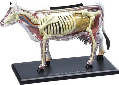 4D Modelo anatomico para armar, vaca