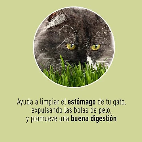 CAT GRASS - PASTO DE AVENA Y CEBADA PARA GATOS - UN DOS TREATS