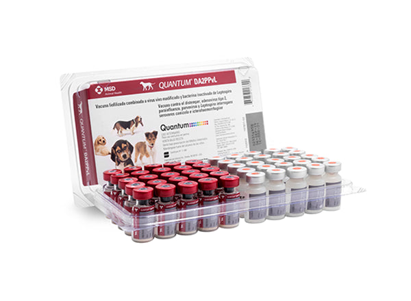 MSD Quantum Dog DA2PPvL