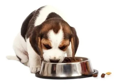Grand Pet Plato Tazón Comedero Para Perros Antiderrapante Acero
