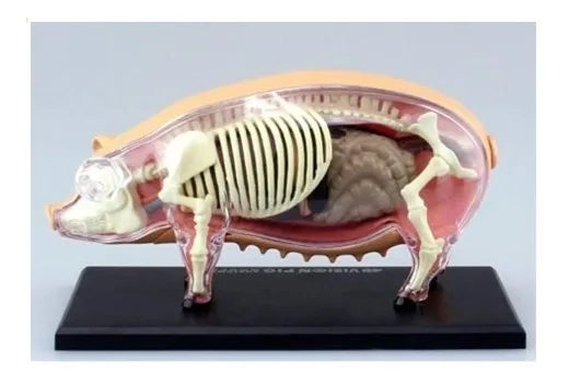 4d Modelo Anatomico Del Puerco Cerdo