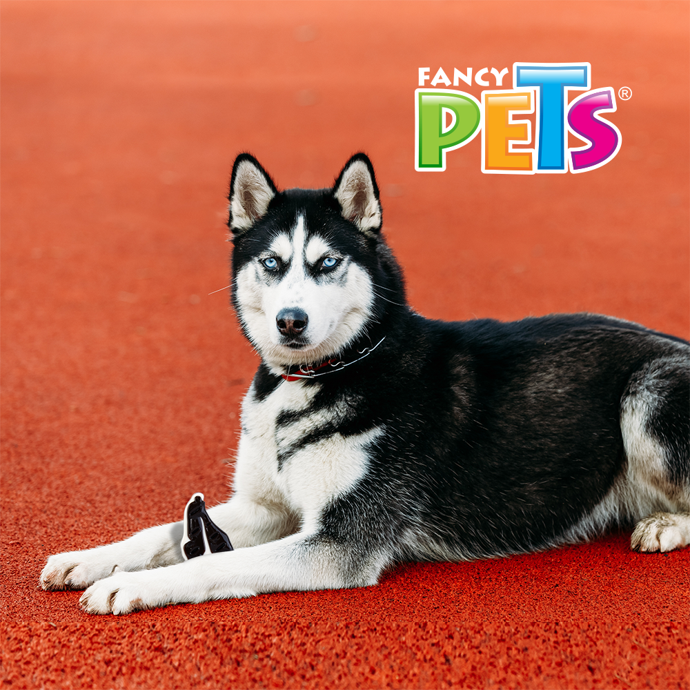 JUGUETE FILETE SABOR CARNE FANCY PETS