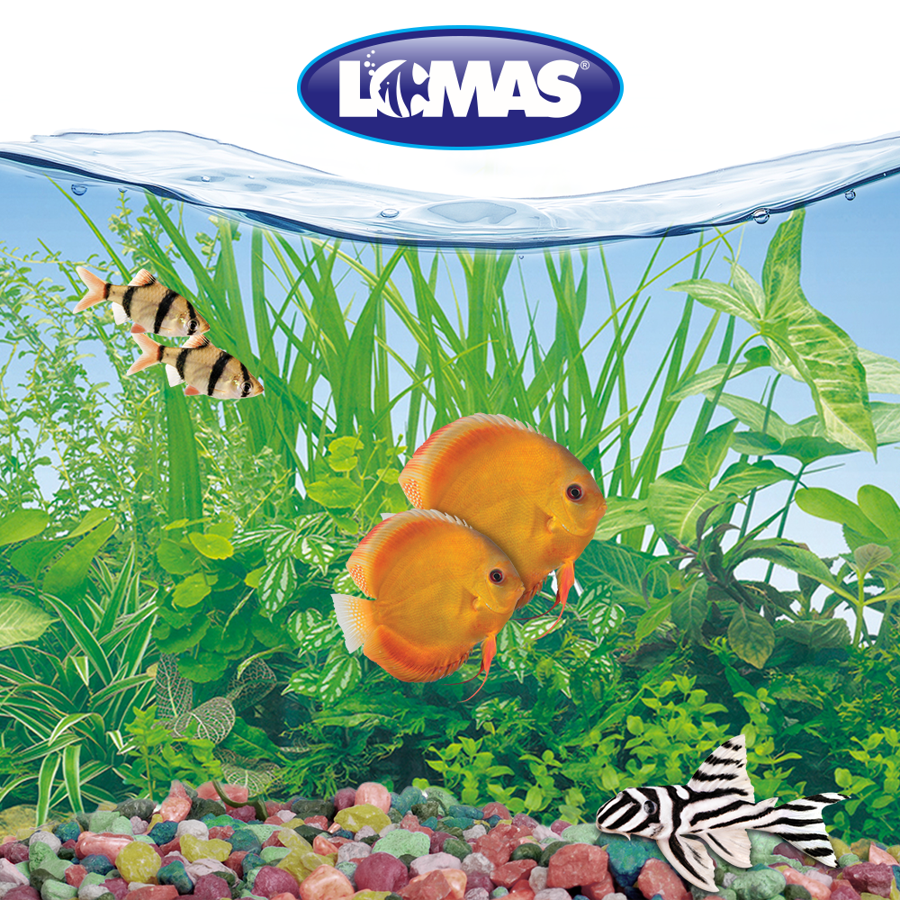 RESPALDO DOBLE VISTA LOMAS