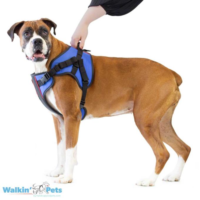 Walkin Pets Combo de arnés frontal Walkin' Lift con Dring & Clips