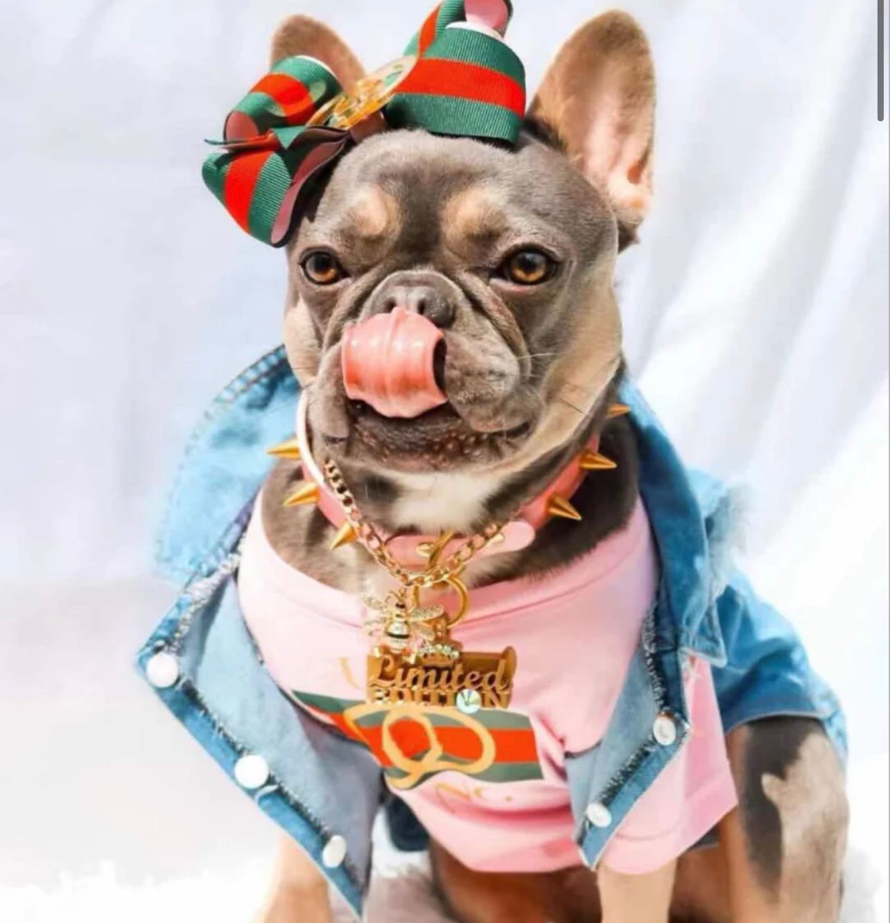 Paw Pets- Playera Gucci Rosa – Franz Haus - Main Image