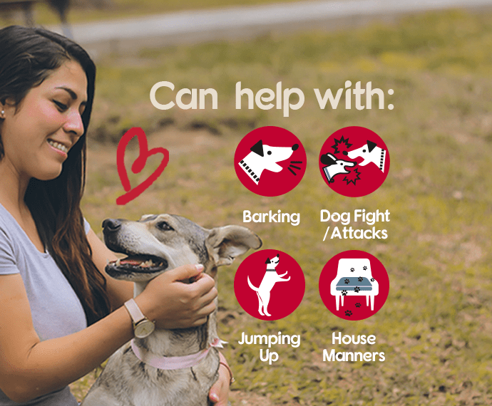 Company of Animals Pet Corrector