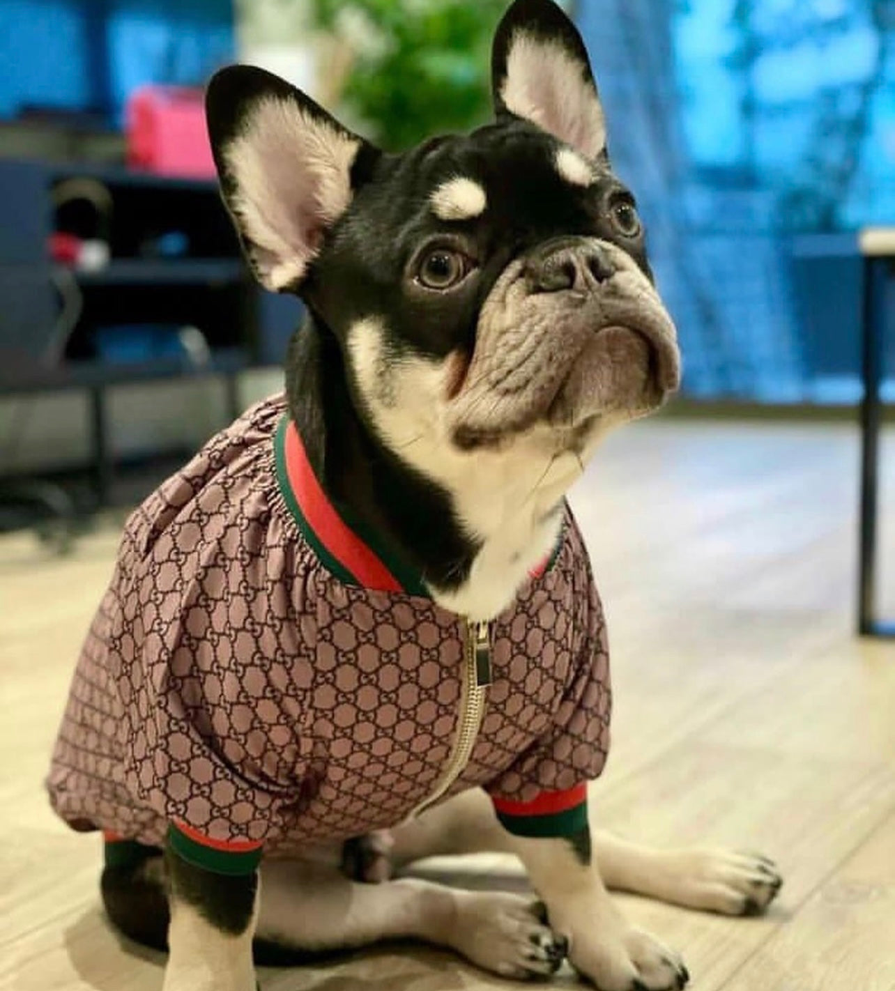 Paw Pets- Sudadera Supreme