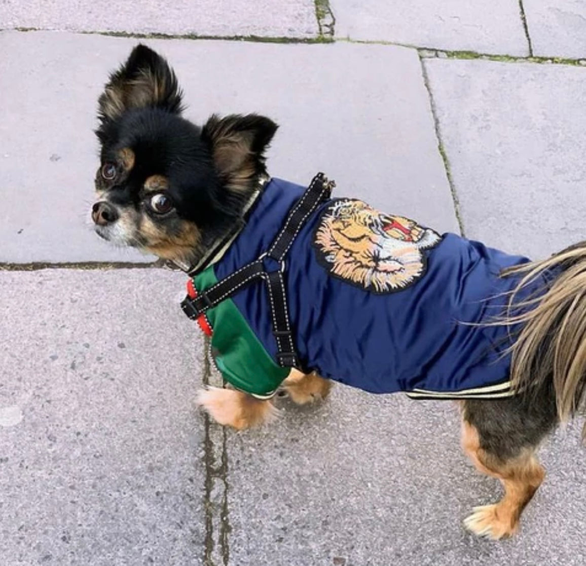 Paw Pets- Chamarra Gucci Azul