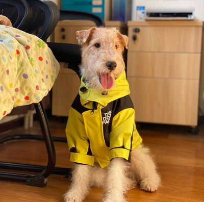 Paw Pets- Impermeable The God Face Amarillo