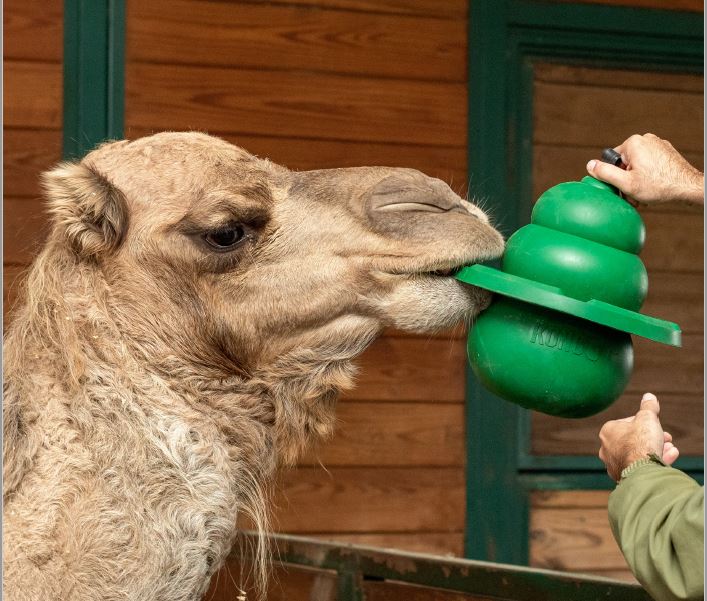 Kong Zoo Classic Kit Especies Grandes