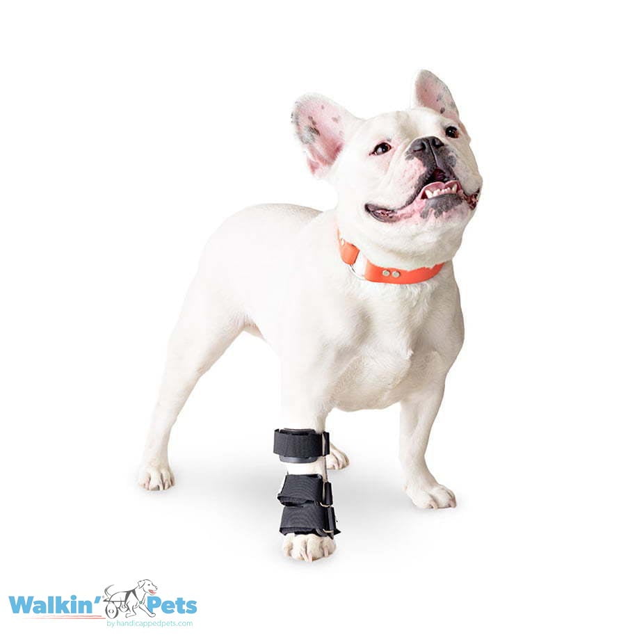 Walkin Pets Férula Carpal