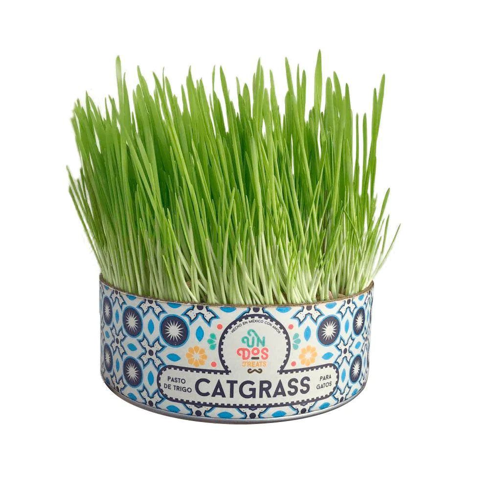 CAT GRASS - PASTO DE TRIGO PARA GATOS - UN DOS TREATS