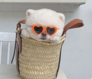 Paw Pets  lentes de corazón
