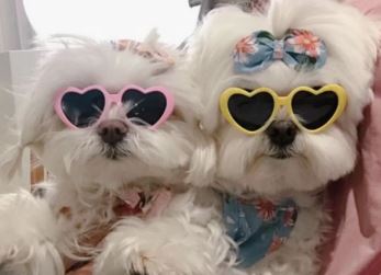 Paw Pets  lentes de corazón