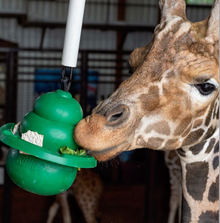 Kong Classic Kit para Caballo