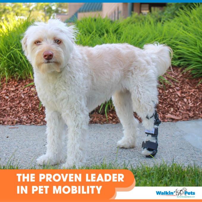 Walkin Pets Férula ajustable delantera o trasera