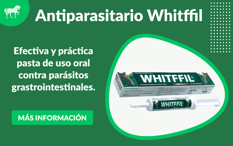 Whitffil Shütze-Segen