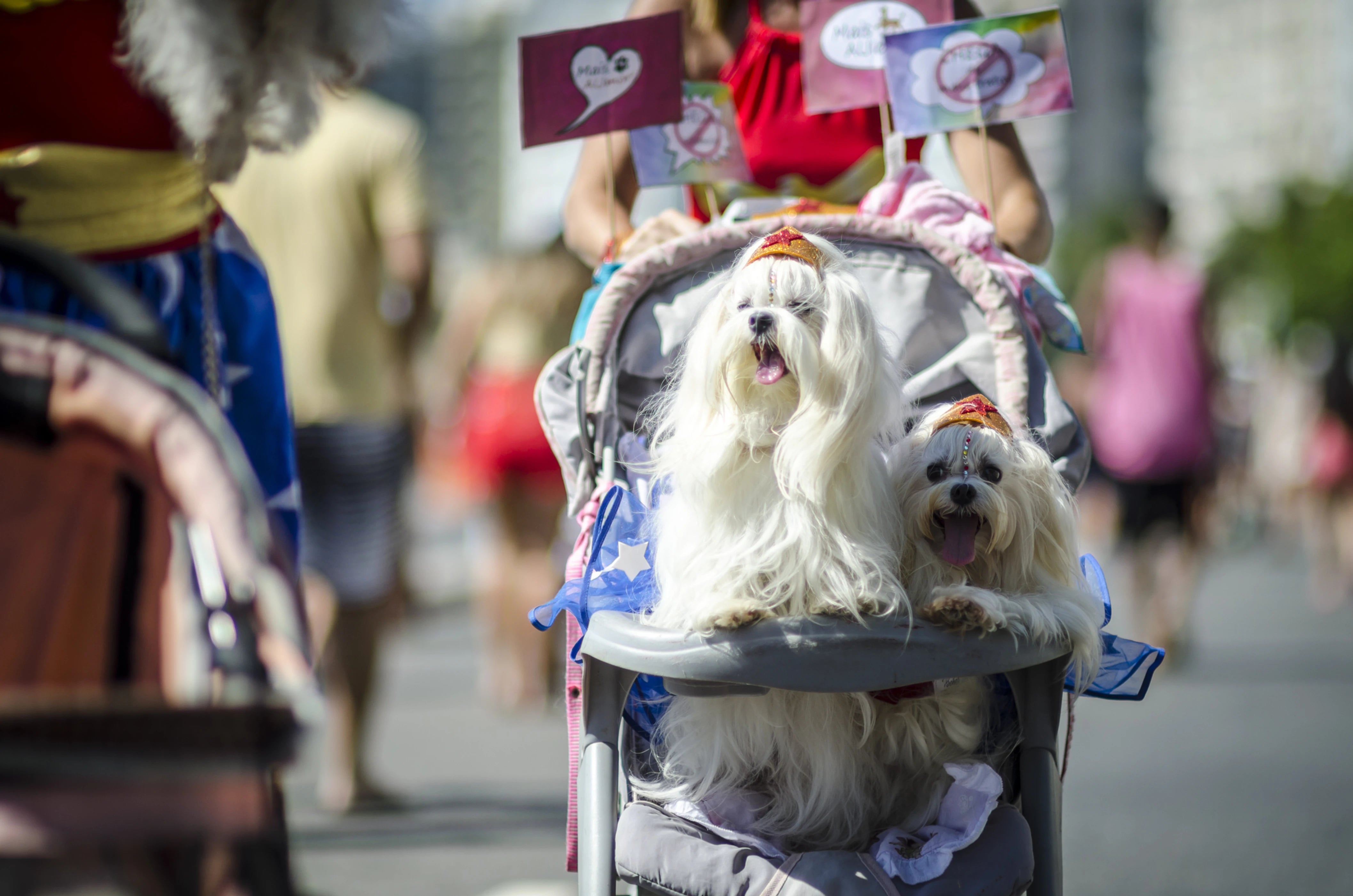 Gestación de perras y gatas